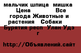 мальчик шпица (мишка) › Цена ­ 55 000 - Все города Животные и растения » Собаки   . Бурятия респ.,Улан-Удэ г.